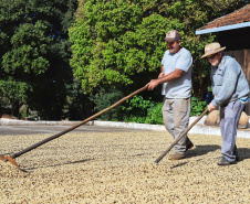 Plantação de café em Carlópolis. Na foto, Joaquim Teixeira da Luz (pai) e Marcelo Valdevino da Luz (filho)  07/2021 . Foto: José Fernando Ogura/AEN