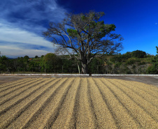 Plantação de café em Carlópolis. 07/2021 . Foto: José Fernando Ogura/AEN