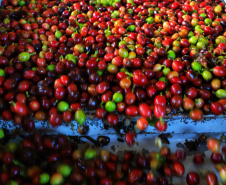 Plantação de café em Carlópolis. 07/2021 . Foto: José Fernando Ogura/AEN