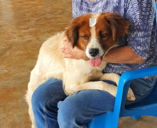 O Programa Permanente de Esterilização de Cães e Gatos (CastraPet Paraná)se despede do município de Boa Ventura de São Roque, no Centro do Estado,nessa sexta-feira (10) com o dever cumprido.  -  Curitiba, 10/09/2021  -  Foto: SEDEST