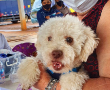 O Programa Permanente de Esterilização de Cães e Gatos (CastraPet Paraná)se despede do município de Boa Ventura de São Roque, no Centro do Estado,nessa sexta-feira (10) com o dever cumprido.  -  Curitiba, 10/09/2021  -  Foto: SEDEST