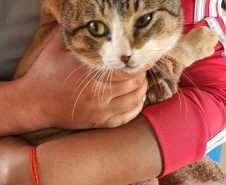 O Programa Permanente de Esterilização de Cães e Gatos (CastraPet Paraná)se despede do município de Boa Ventura de São Roque, no Centro do Estado,nessa sexta-feira (10) com o dever cumprido.  -  Curitiba, 10/09/2021  -  Foto: SEDEST