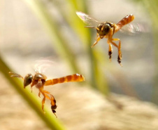 Sanepar e Embrapa vão utilizar abelhas sem ferrão para monitoramento ambiental - Abelha Jataí (Tetragonisca fiebrigi)  -  Foto: Guilherme Schühli