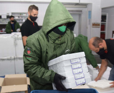 Paraná recebe mais 303 mil vacinas contra a Covid-19 para primeira dose. Foto: Américo Antonio/SESA