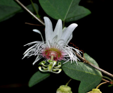 Pesquisadores da Universidade Estadual do Centro-Oeste (Unicentro) descobriram uma nova espécie de planta no Jardim Botânico de Faxinal do Céu, na cidade de Pinhão. A espécie pertence ao gênero botânico Passiflora, planta medicinal utilizada na preparação de remédios fitoterápicos para acalmar o nervosismo e combater a ansiedade e a insônia.  -  Curitiba, 14/09/2021  -  Foto: Unicentro