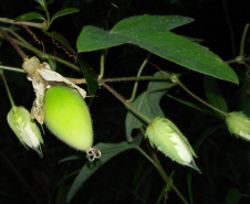 Pesquisadores da Universidade Estadual do Centro-Oeste (Unicentro) descobriram uma nova espécie de planta no Jardim Botânico de Faxinal do Céu, na cidade de Pinhão. A espécie pertence ao gênero botânico Passiflora, planta medicinal utilizada na preparação de remédios fitoterápicos para acalmar o nervosismo e combater a ansiedade e a insônia.  -  Curitiba, 14/09/2021  -  Foto: Unicentro