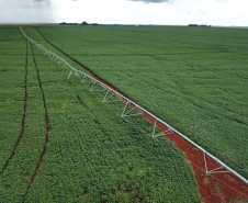 Plantação de soja. Foto: José Fernando Ogura/AEN