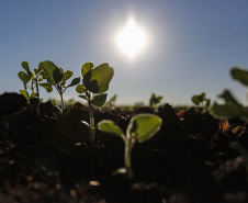Produtores iniciam plantio da soja e área de cultivo deve chegar a 5,62 milhões de hectares-Foto : Jonathan Campos / AEN
