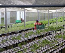 Rota do Vinho - Colônia Murici. Plantação de alface.Gilson Abreu/AEN