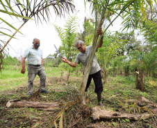 PARANA AGRO - Produçao de Palmito na cidade de Guaraquecaba no litoral do Estado. Na foto, o agricultor Francelino Guilherme Cogrossi  e o Sebastião Bellettini, gerente regional da Emater em Paranaguá. 13/09/21 - Foto: Geraldo Bubniak/AEN