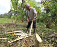 PARANA AGRO - Produçao de Palmito na cidade de Guaraquecaba no litoral do Estado. Na foto, o agricultor Francelino Guilherme Cogrossi - 13/09/21 - Foto: Geraldo Bubniak/AEN