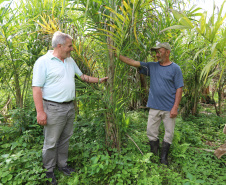 PARANA AGRO - Produçao de Palmito na cidade de Guaraquecaba no litoral do Estado. Na foto o agricultor Antonio (Toninho) Rosa e  Sebastião Bellettini, gerente regional da Emater em Paranaguá. 13/09/21 - Foto: Geraldo Bubniak/AEN