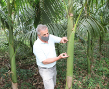 PARANA AGRO - Produçao de Palmito na cidade de Guaraquecaba no litoral do Estado. Na foto, Sebastião Bellettini, gerente regional da Emater em Paranaguá.  13/09/21 - Foto: Geraldo Bubniak/AEN