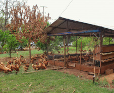 O trabalho de um consórcio intermunicipal e o apoio do governo estadual estão ajudando a fortalecer a agricultura familiar na região do Vale do Ivaí, no Norte do Paraná