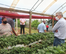 O trabalho de um consórcio intermunicipal e o apoio do governo estadual estão ajudando a fortalecer a agricultura familiar na região do Vale do Ivaí, no Norte do Paraná