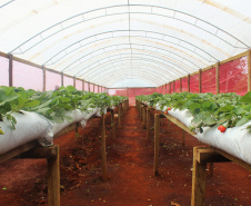 O trabalho de um consórcio intermunicipal e o apoio do governo estadual estão ajudando a fortalecer a agricultura familiar na região do Vale do Ivaí, no Norte do Paraná