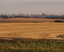 Cascavel. Foto: Jonathan Campos/AEN