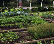 Rota do Vinho - Colônia Murici. Plantação de alface.Gilson Abreu/AEN