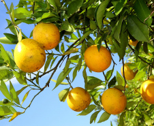 Plantação de laranjas. Nova América da Colina,09/10/2019 Foto:Jaelson Lucas / AEN