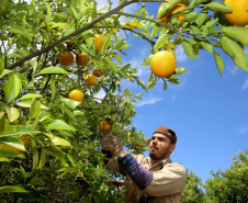 Plantação de laranjas. Nova América da Colina,09/10/2019 Foto:Jaelson Lucas / AEN