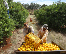 Plantação de laranjas. Nova América da Colina,09/10/2019 Foto:Jaelson Lucas / AEN