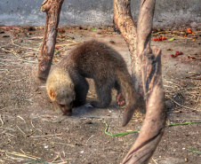 No Dia Mundial da Fauna e Dia da Defesa da Fauna, nesta quarta-feira (22), a Secretaria do Desenvolvimento Sustentável e do Turismo (Sedest) reforçou o serviço prestado no Estado de atendimento aos animais silvestres.  -  Curitiba, 23/09/2021  -  Foto: Alessandro Vieira/AEN