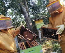 Culturas de inverno aumentam a produção de mel e preservam o solo -  Curitiba, 23/09/2021  -  Foto: IDR-PARANÁ
