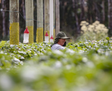 Reconhecer as melhores práticas econômicas, ambientais e sociais do agronegócio paranaense. Esse é o objetivo do prêmio Orgulho da Terra, lançado pelo Instituto de Desenvolvimento Rural do Paraná-Iapar-Emater (IDR-Paraná), em parceria com o Grupo Ric e o sistema Ocepar. Foto: Gilson Abreu/AEN