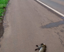 Sedest cria campanha em redes sociais para proteger a fauna silvestre  -  Curitiba, 24/09/2021  -  Foto: IAT 