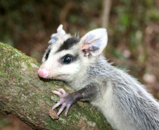 Sedest cria campanha em redes sociais para proteger a fauna silvestre  -  Curitiba, 24/09/2021  -  Foto: IAT 