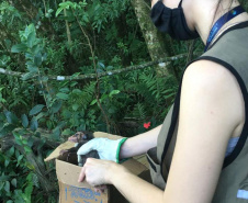 Sedest cria campanha em redes sociais para proteger a fauna silvestre  -  Curitiba, 24/09/2021  -  Foto: IAT 