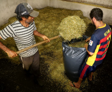 Camomila de Mandirituba gera renda milionária e garante fama nacional ao município. Foto: Ari Dias/AEN