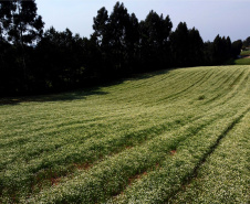 Camomila de Mandirituba gera renda milionária e garante fama nacional ao município. Foto: Ari Dias/AEN