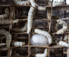 O município de Diamante do Sul é o segundo maior produtor de casulo de bicho-da-seda do Paraná. A tolerância da amoreira às intempéries e os bons preços do mercado, têm colaborado para garantir a rentabilidade da sericicultura. -  Curitiba, 29/09/2021  -  Foto: IDR