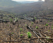 Operação Mata Atlântica em Pé aplicou R$ 15,6 milhões em multas por desmatamento ilegal . Foto: SESP