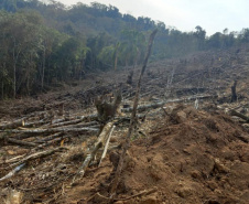 Operação Mata Atlântica em Pé aplicou R$ 15,6 milhões em multas por desmatamento ilegal . Foto: SESP