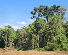 Operação Mata Atlântica em Pé aplicou R$ 15,6 milhões em multas por desmatamento ilegal . Foto: SESP