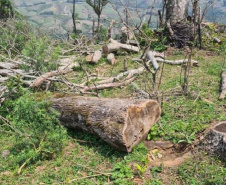 Operação Mata Atlântica em Pé aplicou R$ 15,6 milhões em multas por desmatamento ilegal . Foto: SESP