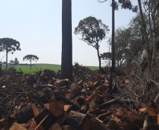 Operação Mata Atlântica em Pé aplicou R$ 15,6 milhões em multas por desmatamento ilegal . Foto: IAT