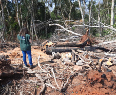 Operação Mata Atlântica em Pé aplicou R$ 15,6 milhões em multas por desmatamento ilegal . Foto: IAT