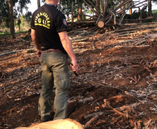 Operação Mata Atlântica em Pé aplicou R$ 15,6 milhões em multas por desmatamento ilegal . Foto: IAT