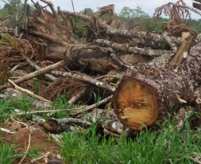 Operação Mata Atlântica em Pé aplicou R$ 15,6 milhões em multas por desmatamento ilegal . Foto: IAT