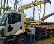 Operação Mata Atlântica em Pé aplicou R$ 15,6 milhões em multas por desmatamento ilegal . Foto: IAT