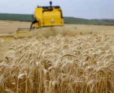 31.09.2021 - Plantação de trigo, região de Tibagi/Pr
Foto Gilson Abreu/AEN
