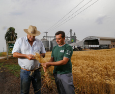 31.09.2021 - Plantação de trigo, região de Tibagi/Pr
Foto Gilson Abreu/AEN