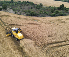 31.09.2021 - Plantação de trigo, região de Tibagi/Pr
Foto Gilson Abreu/AEN