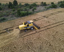 31.09.2021 - Plantação de trigo, região de Tibagi/Pr
Foto Gilson Abreu/AEN