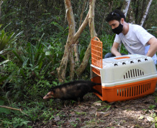 IAT alerta para época reprodutiva dos gambás - Alerta do órgão ambiental se deve ao grande número de ocorrências recebidas de animais vitimados por diversos motivos no mês de setembro. -  Curitiba, 04/10/2021  -  Foto: IAT