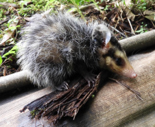 IAT alerta para época reprodutiva dos gambás - Alerta do órgão ambiental se deve ao grande número de ocorrências recebidas de animais vitimados por diversos motivos no mês de setembro. -  Curitiba, 04/10/2021  -  Foto: IAT