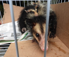 IAT alerta para época reprodutiva dos gambás - Alerta do órgão ambiental se deve ao grande número de ocorrências recebidas de animais vitimados por diversos motivos no mês de setembro. -  Curitiba, 04/10/2021  -  Foto: IAT